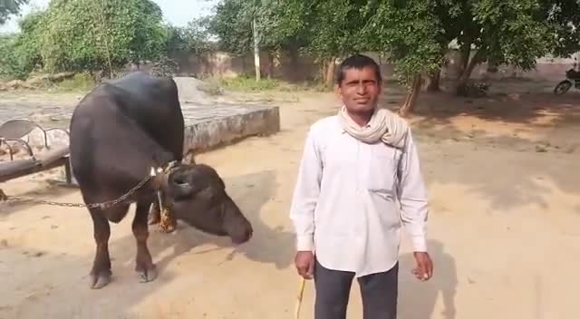 भिण्ड  एक किसान भैस को लेकर पहुचा थाने बोला की यह भैस दूध नहीं दे रहीं हैं #FarmersProtests