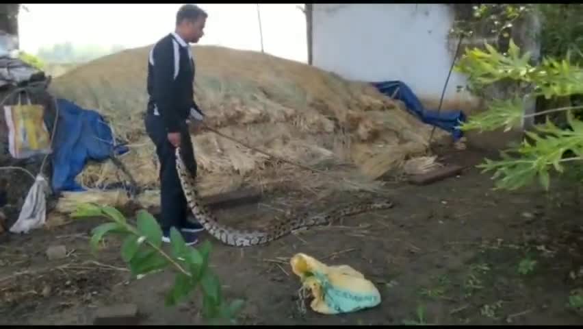केशोरायपाटन: केशोरायपाटन में फार्म हाउस में करीब12 फिट लंबा अजगर दिखने से हड़कंप,पालिकाकर्मी दुष्यंत श्रृंगी ने किया रेस्क्यू#अजगर