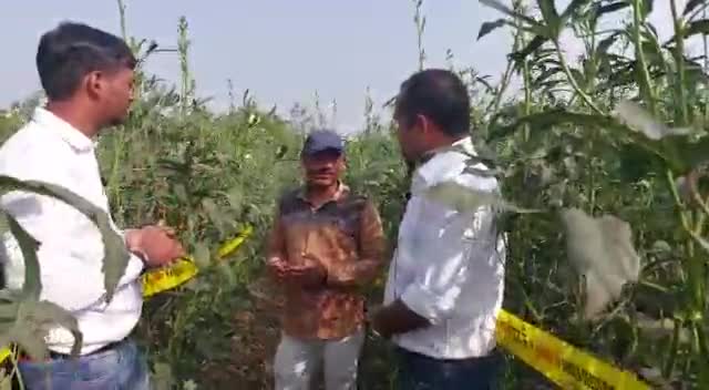 अंकुर कंपनी की हाइब्रिड भिन्डी सिद्घि लगाकर किसान ने लिया भरपूर उत्पादन#तिरुपति एग्री सीड्स कटंगी