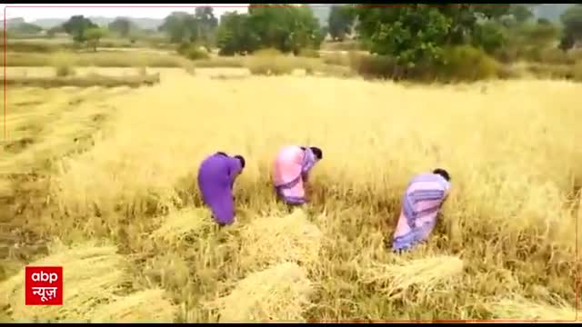 डिंडोरी में वैक्सीनेशन से बचने के लिए लोगों ने फसल कटाई का हवाला दिया तो कार्यकर्ताओं ने फसल खुद काटी
#vaccinations