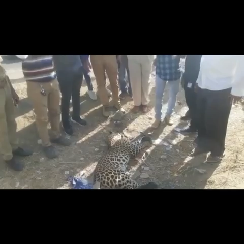 रायपुर: गुजरात: अहमदाबाद  मेहसाणा हाईवे पर अचानक देर रात वाहन के सामने आया तेंदुआ वाहन से टक्कर के बाद तेंदुआ की मौत #Gujarat #Ahmedabad #Highway