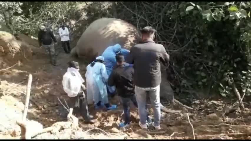 धामपुर: अमानगढ़ टाइगर रिजर्व में नर हाथी का शव मिलने से मच हड़कम्प।
#amangarh #tigerresrve #elephant #bijnor