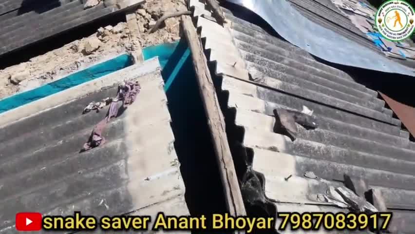 तोकापाल: आगे कुंआ पीछे खाई, विशालकाय,जहरीले नाग को कैसे बचाया #बस्तर #तोकापाल #जगदलपुर #deeptibajpai2099 #bastar1783