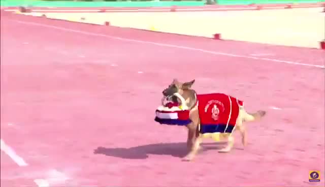 BSF के डॉग स्क्वायड ने दिखाए अपने करतब।
#BSF
#शौर्य_दिवस