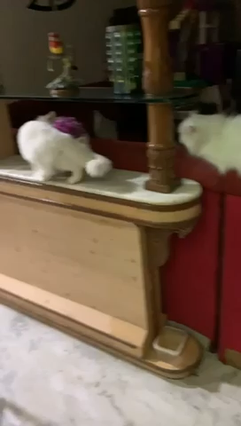 #Cat fight in my home.