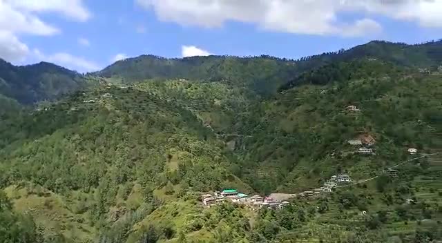 पझौता: राजगढ - उप तहसील पझोता के वन परिक्षेत्र हाब्बन मे वन काटुओ ने काट डाले देवदार के तीन पेड
