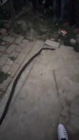 मनीगाछी: #रामनगर  धूंसी गांव  पछवारी मौहल्ला में 10 ft के सांप को मारा गया बहुत सारे लोग उसे देखने के लिए आए उमड़ी भीड़#