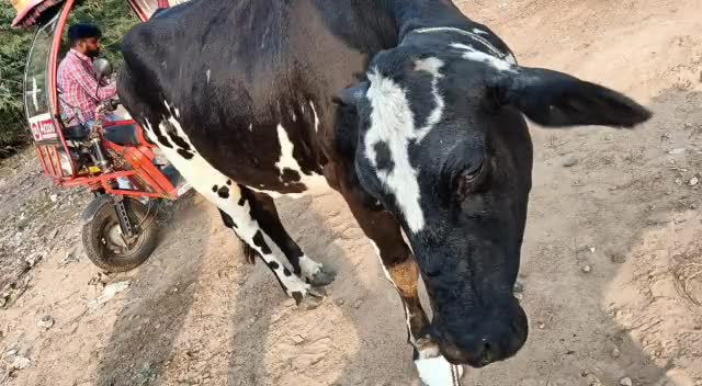अम्बाला: अंबाला शहर हीरानगर कॉलोनी में 2गौवंश और बाइक चालक की हुई टक्कर। #ambalanews