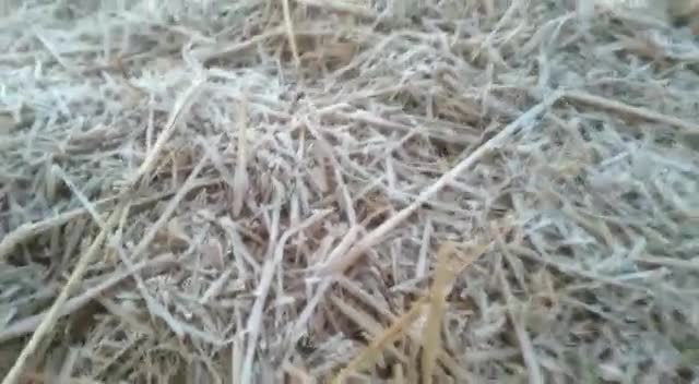 #कटंगी में कड़ाके की ठंड पुवाल पर जमी #बर्फ