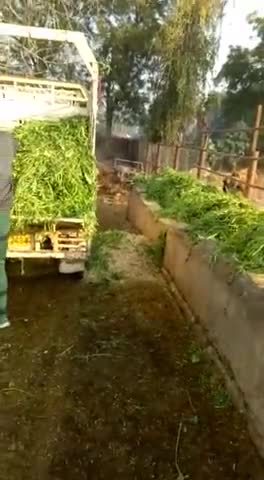 बजरंग भक्त मंडल द्वारा आज मार्क हॉस्पिटल गौशाला में 900 किलो हरे चारे की सेवा कीगई।
#virul