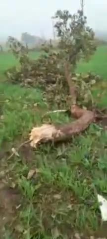 नटेरन: ललितपुर से आ रही कार नए गोला स्थित खेत में गिरी, 2 लोगों को आई मामूली चोट