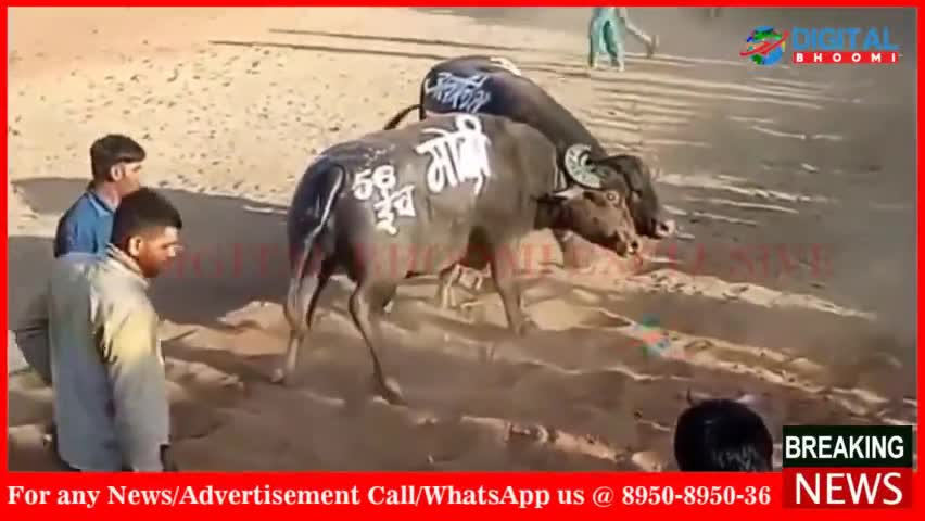 सोशल मीडिया पर 2 भैंसो का 56 इंच मोदी और अखिलेश यादव लिखा दंगल का वीडियो हो रहा वायरल।
#BreakingNews #LatestNews #ViralV