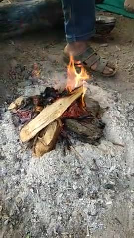 तेंदूखेड़ा: #तेंदूखेड़ा भामा #बेमौसम बारिश होने से पढ़ रही है कड़ाके की ठंड एवं कोहरा लोग आग जलाकर कर रहे हैं ठंड से बचाव