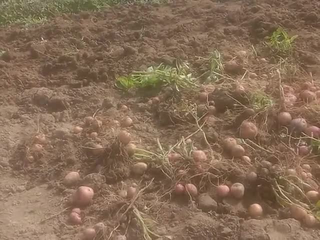 जमुई: #sono Prakhand #Jamui district ke antim grit #Aalu ka kheti taz nahas ho gaya hai Sarkar se Anurodh hai hai ki fasal🙏🙏