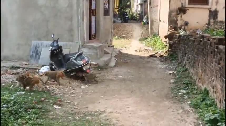 कोईलवर: बंदरो के आतंक से परेशान कोइलवर नगरवासी
#koilwar #koilwarnews
