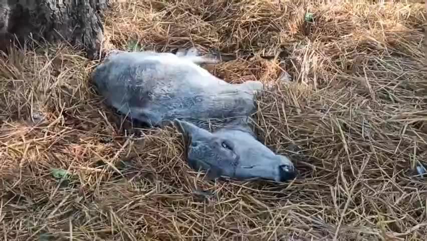 ग्राम #कैरी ब्लॉक बिसंडा के पशुबाड़े में भूख ठंढ से मरी गायों को पैरा में छिपवा रहे सचिव अंकित अवस्थी पीसी# के पहुंचने पर