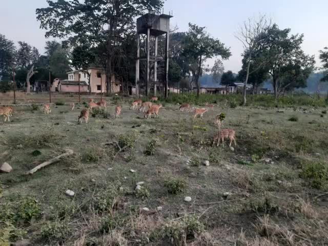 जिम कॉर्बेट नेशनल पार्क ढिकाला रामगंगा नदी उत्तराखंड
आप को नव वर्ष की हार्दिक शुभकामनाएं ।।
#HappyNewYear2022