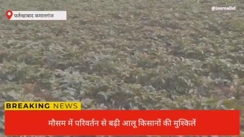 #आलू किसानों पर नई मुसीबत