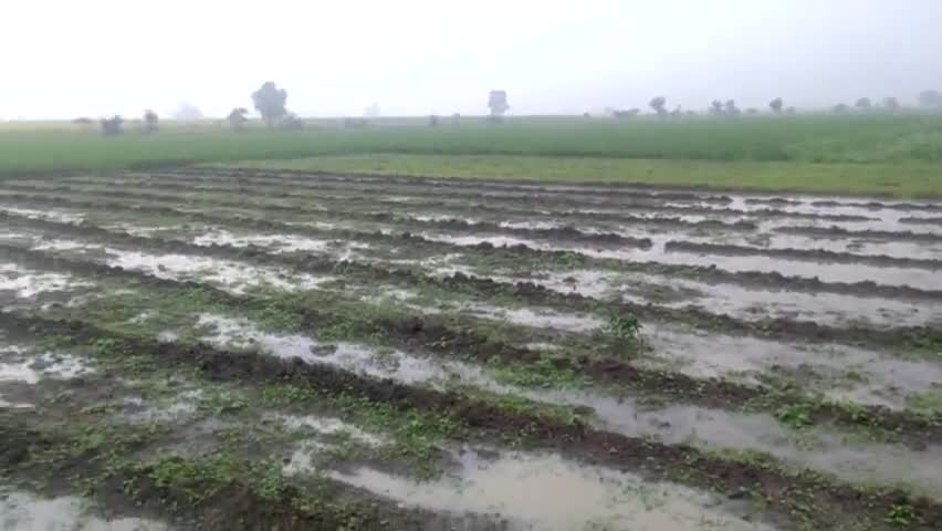 Guna jile me hui bhari barish fasal me laga khoob pani #barish #kheti