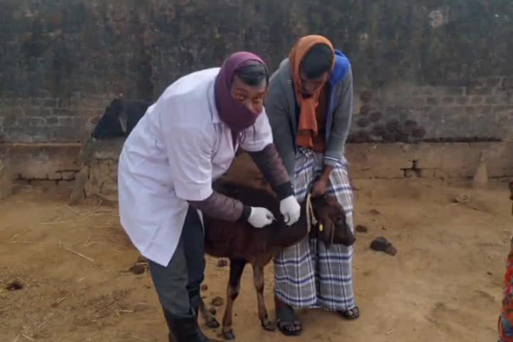 नारायणपुर:ब्रूसेला बीमारी के रोकथाम के लिए पशुओं में किया जा रहा है टीकाकरण
#नारायणपुर #जामताड़ा