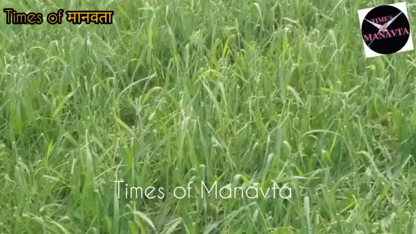 मध्यप्रदेश में प्रकृति का क़हर #ओलावृष्टि #बर्बाद_फ़सल #shivraj #komal_ahirwar