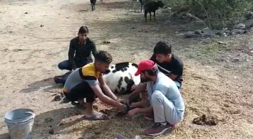 बनेड़ा: रायला क्षेत्र के ईरास के युवा कर रहे गौ सेवा, जख्मी पैर व सूजन से परेशान गाय को लगा रहे दवा 
#गौसेवा