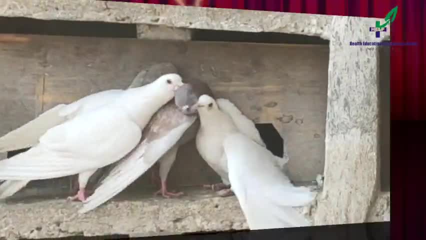 कबूतर शांति का प्रतीक होता है
#nature #naturephotography #naturelovers #naturalbeauty #piegon #nationalgeographic@