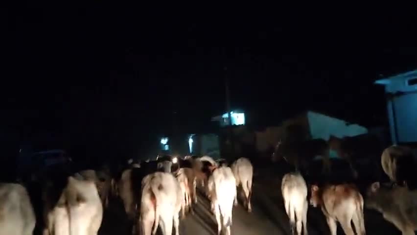ब्यावरा: गोशाला बनी लेकिन गाय सड़क पर होना चाहिए या रोड पर अपना कमेंट जरुर शेयर करे।##आवाज से अंजाम तक #बीपी गोस्वामी