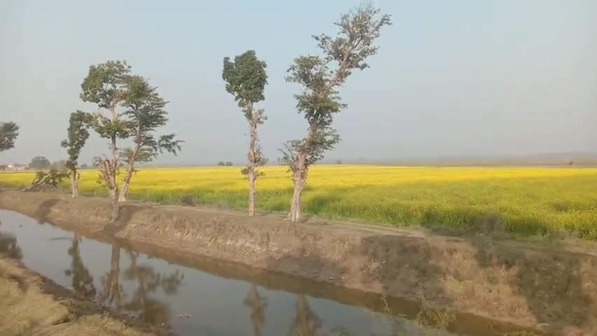 सरसो का खुबसुरत दृश्य #बावनमाताकीझोपडीयां