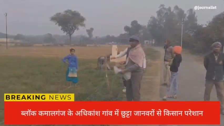 #कमालगंज छुट्टा जानवरो का आतंक बेबस किसान फसल का हो रहा सफाया
