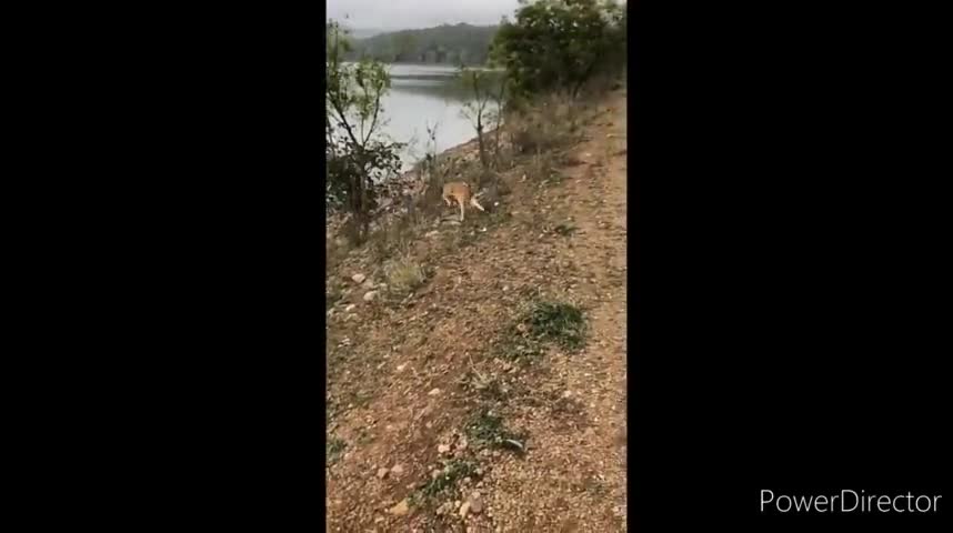 ये हिरण का वीडियो वायरल हों रहा है लम्बी छलाग के लिये #deer #churu #तालछापर