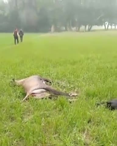 लाइन मैन की लापरवाही से नील गाय और कुत्ते की मौत #RaniganjDuraganj
#पूरे_Shekhi_Raniganj