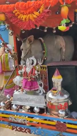 अद्भुत दर्शन सुजानगंज मे पांच पैरो वाली गौमाता  को देखने के लिए लोगो का जमावड़ा लगा ।#sujanganj #jaunpur #india #public
