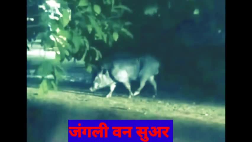 #लदनियाँ प्रखंड के पद्मा पंचायत योगिया और लगडी गाँव में जंगली वन सुअर द्वारा जानलेवा हमला से ग्रामीणों में काफी दहशत