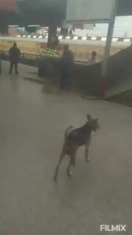 Patna junction Bina mask ke log Yatra kar rahe hai#biharnewslivedaily