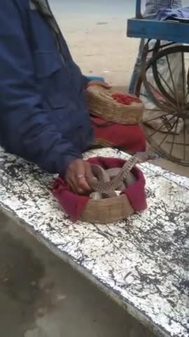#Nag snake charmer in the town