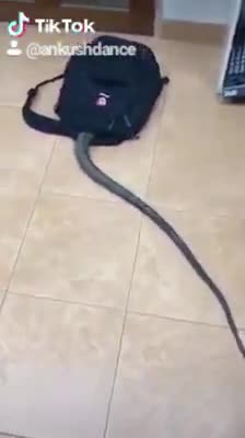 सांपों का डर - #Snake || #Ankush Shrivastav
