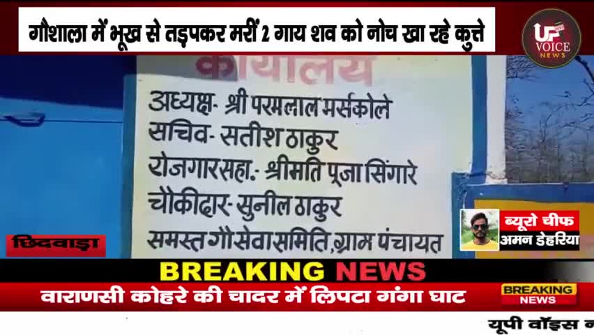 उमरेठ: #छिदवाड़ा_गोशाला में गोवंशों की चारे-पानी के अभाव में मौत हो रही

#bhopal #indorelynching #shivraj #chhindwara
