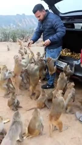 Feeding monkeys is an interesting job. 🙏🥰 #Monkey #Feeding #KrishanAttri #Faridabad
