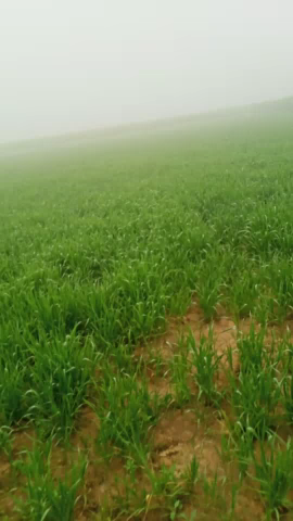 अतरौली: Rasaini Aligarh Utter pradesh me aaj phir hua #anujgau15 #villagenews