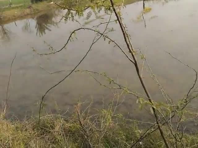 नूह: #farming #wheather gehun ki fasal kharab gaon noushera