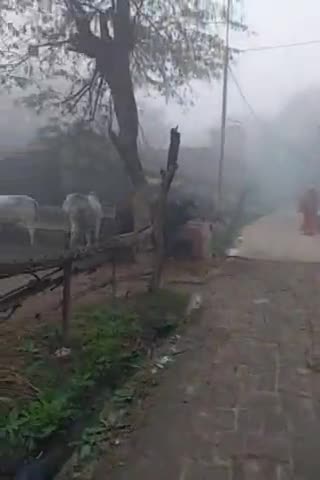 पुरवा: यूपी में कल और आज कोहरे की  मार #दोपहर बाद मौसम खुलने का अनुमान