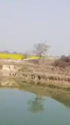 वजीरपुर कस्बे के पास शेखपुर गाव मे देखा गया चीता #tiger
