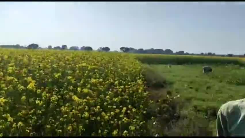 क्षेत्र की सरसो की फसल में लगा लौंगा रोग,किसानों की बढ़ी चिंता। #kisan #khetibadi #farmer #sarson #fasal #croploss