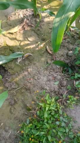 बलुटोला में नीलगाय से परेसान किसान
#viralvide #ashutosh280 
#fastfastest75