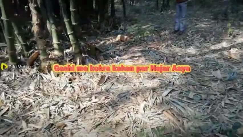 नानपुर: Hardiya Gaon Mein baswari Mein nikala saamp#Anilhatela#