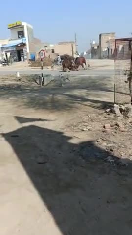 हनुमानगढ़: सड़क पर गोधों की लड़ाई धोलीपाल में #viral #ट्रेंडिंग #dholipal #trending #public