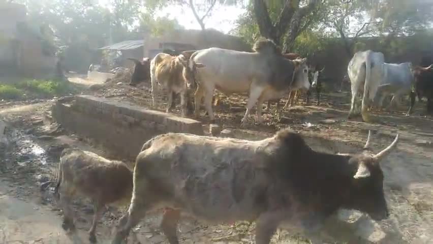 हरदोई: छूटूटा #जानवरों का #आतंक# मरई# क्षेत्र में किसान# हो रहे #परेशान