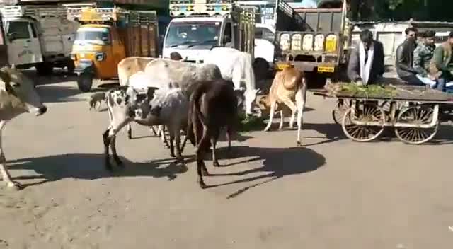 श्योपुर: श्योपुर:सरकार ने करोड़ों रुपए खर्च कर बनाई गोशाला फिर भी नहीं मिल पा रहा गायों को सहारा
#करोड़ों रुपए खर्च बनाई गौशाला