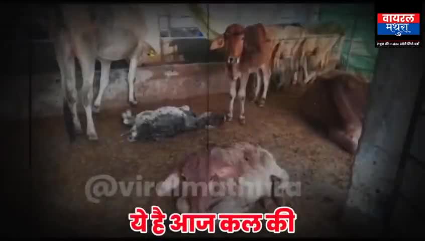 छाता: छाता कान्हा की नगरी में गाय गिन रहीं है अंतिम साँस उनके लिए सहारा बना गौ रक्षक दल छाता #viralmathura #newsvillaindia